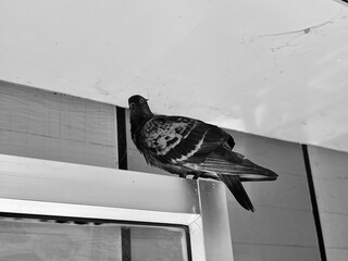 A pigeon sits on the door frame.