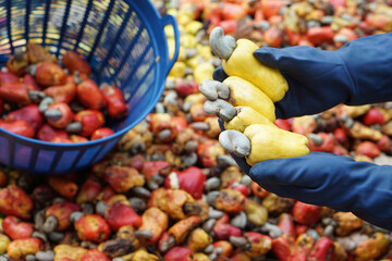 Closeup gardener hands holds  cashew apple fruits, Concept, agriculture crops. Check, inspect...