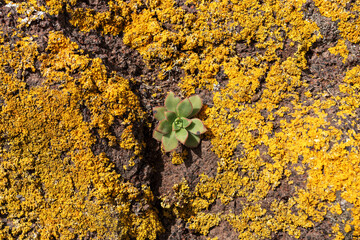 Small succulent in the stone between yellow lichens