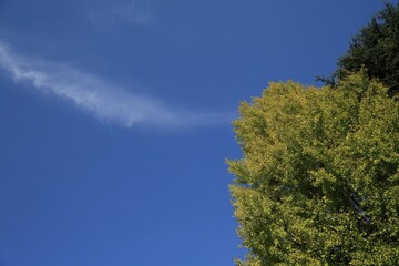 Obraz premium 空005