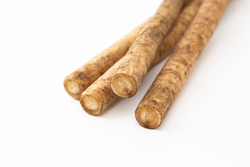 白背景にゴボウ