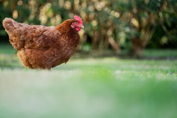 Pasture raised poultry on a regenerative agriculture farm. With hens with chickens and chooks in a...