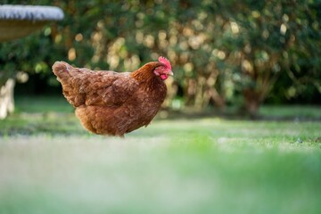 Pasture raised poultry on a regenerative agriculture farm. With hens with chickens and chooks in a backyard