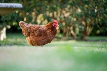 Chickens, hens and chooks, grazing and eating grass, on a free range, organic farm, in a country hen house, on a farm and ranch in Australia. in spring