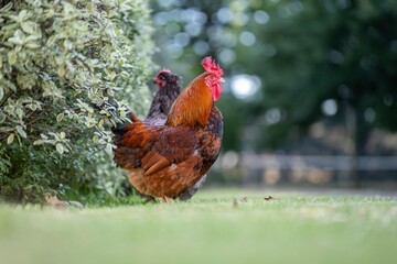 Pasture raised poultry on a regenerative agriculture farm. With hens with chickens and chooks in a backyard