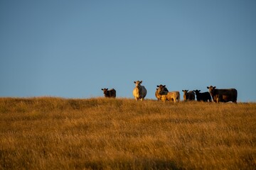 black wagyu cows grazing on a hill at sunset in australia. australian farming landscape in...