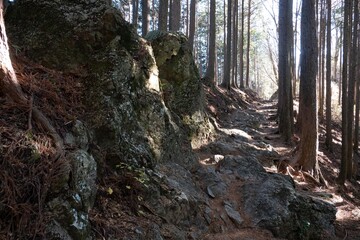 木漏れ日・岩004