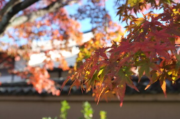 【京都】嵐山の紅葉
