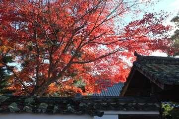 【京都】嵐山の紅葉