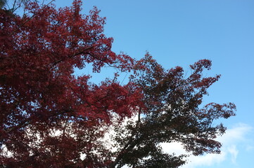 Obraz premium 【京都】嵐山の紅葉