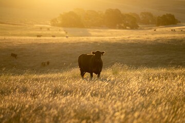Cattle ranch farming landscape, with rolling hills and cows in fields, in Australia. Beautiful green grass and fat cows and bulls grazing on pasture at sunset © Phoebe