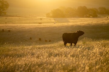 stud bull farm at sunrise with Angus, wagyu and murray grey beef bulls and cows, being grass fed on a hill in Australia.