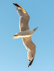 Seagull in flight at sunset
