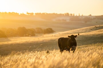 stud bull farm at sunrise with Angus, wagyu and murray grey beef bulls and cows, being grass fed on...