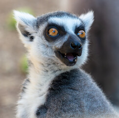 Portrait of a lemur in the zoo