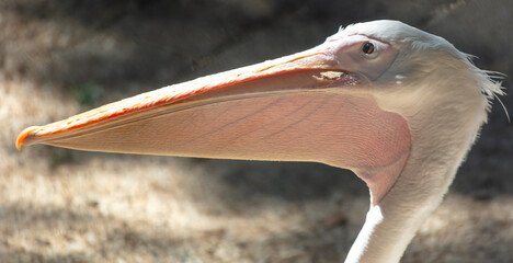 Portrait of a pelican in the zoo