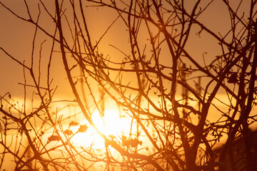 Bare tree branches at sunset in winter