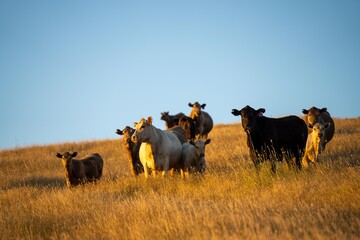 sustainable agriculture at dusk and sunset on a farm. Australian wagyu cows grazing in a field on pasture. close up of a black angus cow eating grass in a paddock in springtime in australia - obrazy, fototapety, plakaty