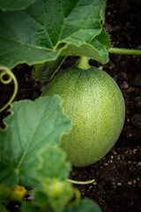 Unripe rock melon growing in garden