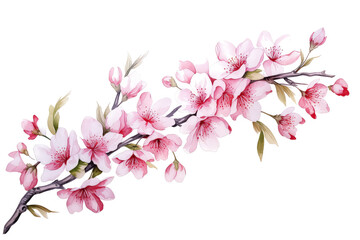 Blooming apple tree on white background, valentines day concept