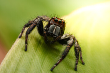 Spiders jumping on leaves. Captured with a close-up macro, the details of the little spider are displayed.