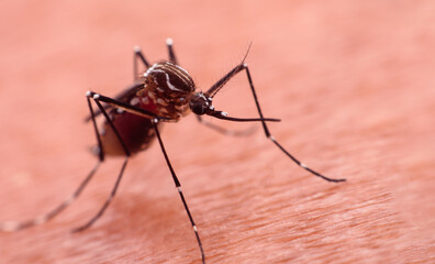 A mosquito that carries dengue fever and Zika virus is sucking blood on a person's skin.