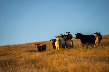 Cattle ranch farming landscape, with rolling hills and cows in fields, in Australia. Beautiful...