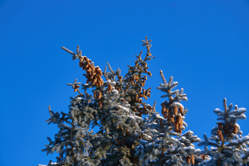 Winter Vignettes: Capturing the Ephemeral Beauty of Nature