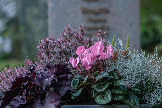 Cyclamen and Heuchera. Popular plant combination for grave decoration in fall.