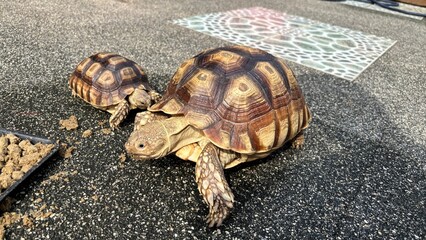 my pets.
