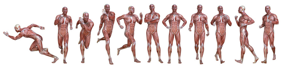 3D Render : a standing male body illustration with muscle tissues display, isolated, PNG transparent
 - obrazy, fototapety, plakaty