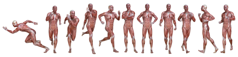 Fotobehang 3D Render : a standing male body illustration with muscle tissues display, isolated, PNG transparent  © Tritons