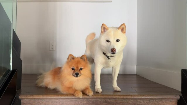Playful fluffy orange Spitz lying, looking at camera, friendly wagging the tail, white well-groomed Shiba Inu shyly lowering his gaze, looking to the side. High quality 4k footage