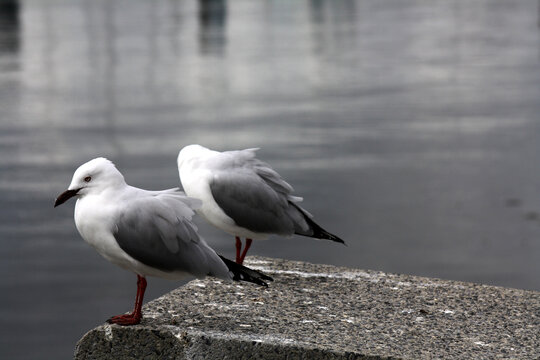 Subadult Silver gulls (Chroicocephalus novaehollandiae) sitting on a slab by the sea : (pix Sanjiv Shukla)
