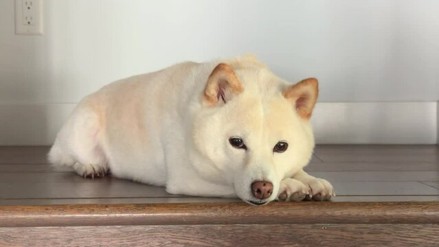 Close up of cute sleepy Japanese Shiba Inu lying peacefully on stomack on wooden stairs over white wall, blinking eyes, wiggling its ear, falling asleep. High quality 4k footage