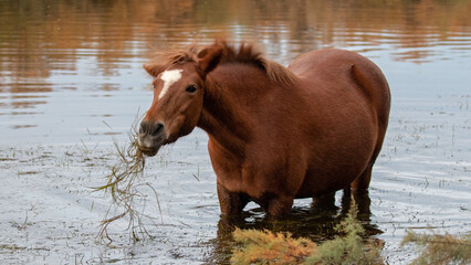 Rusty bay wild horse stallion shaking his head while grazing on eel grass in the Salt River near...
