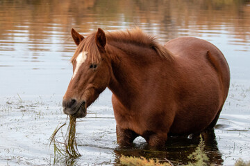 Rusty brown bay wild horse stallion grazing on eel grass in the Salt River near Phoenix Arizona...