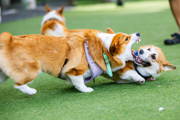 Charming brown and white Corgi dog with a cute expression and tongue out, a delightful portrait of a domestic pet