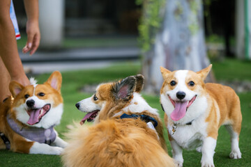Two Three adorable Border Corgi puppies playfully interact in a studio setting, showcasing their cute white and brown fur.