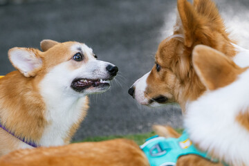Two Three adorable Border Corgi puppies playfully interact in a studio setting, showcasing their cute white and brown fur.