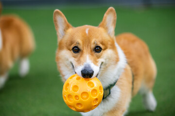 A cute white terrier puppy corgi plays with a red ball on the green grass, capturing a delightful moment in a studio setting