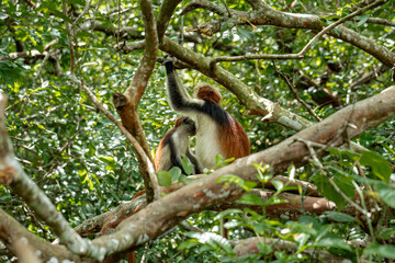 Endemic Red Colobus monkey (Piliocolobus), Jozani Forest, Jozani Chwaka Bay National Park, Island of Zanzibar, Tanzania, East Africa, Africa - 714571820