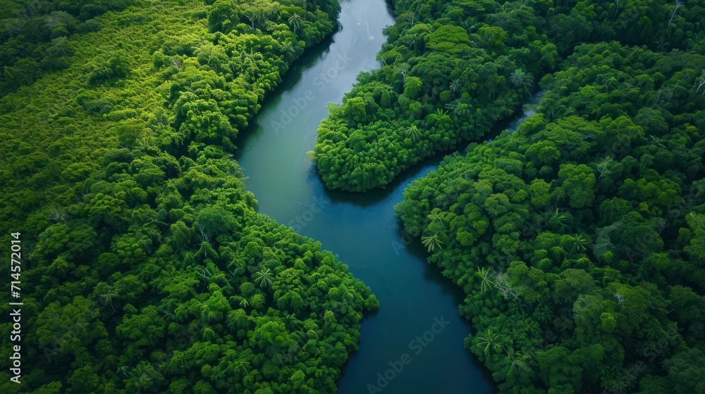 Poster an aerial view of a river running through a lush green forest filled with lots of trees on either si