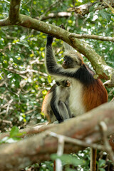Endemic Red Colobus monkey (Piliocolobus), Jozani Forest, Jozani Chwaka Bay National Park, Island of Zanzibar, Tanzania, East Africa, Africa - 714572814