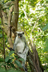 Endemic Red Colobus monkey (Piliocolobus), Jozani Forest, Jozani Chwaka Bay National Park, Island of Zanzibar, Tanzania, East Africa, Africa - 714572877