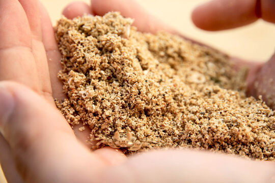 A Handful of Sand with Little Crab Peering Out