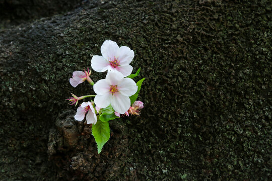 Cherry Blossoms in focus during Springtime in Japan