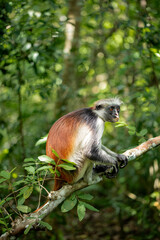 Endemic Red Colobus monkey (Piliocolobus), Jozani Forest, Jozani Chwaka Bay National Park, Island of Zanzibar, Tanzania, East Africa, Africa - 714573489