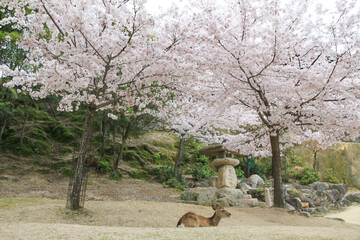 Cute Deer resting on Miyajima Island in Spring, Japan