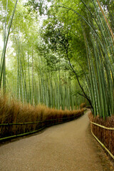 The Stunning Pathway of Arashiyama Bamboo Grove in Kyoto, Japan
